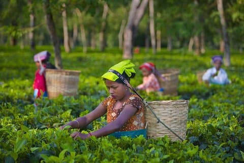 Kiambethu Tea Farm Tour og frokost fra Nairobi