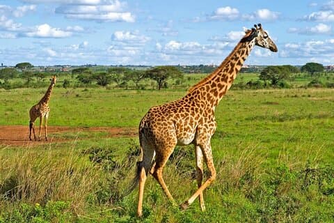 Excursão de manhã cedo ao Parque Nacional de Nairobi e Centro de Girafas