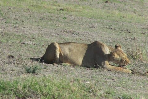 2 Days Taita Hills Salt Lick Private Safari