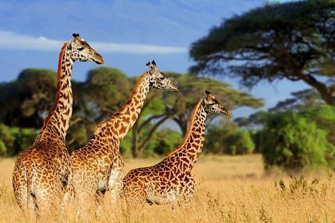 Giraffe Center, Museo Nazionale di Nairobi e Kobe Beads Center