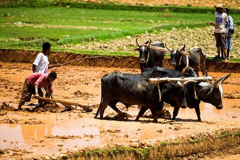 13 Days Private Tour on the Mythique Nationale 7 of Madagascar