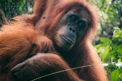 Ethische jungletocht van 2 dagen en 1 nacht