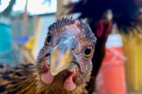 Taste of Hawthorne Food and Backyard Urban Farm Tour