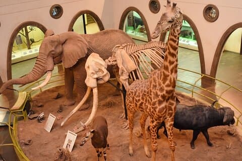 Visita guiada ao Museu Nacional de Nairobi e Snake Park