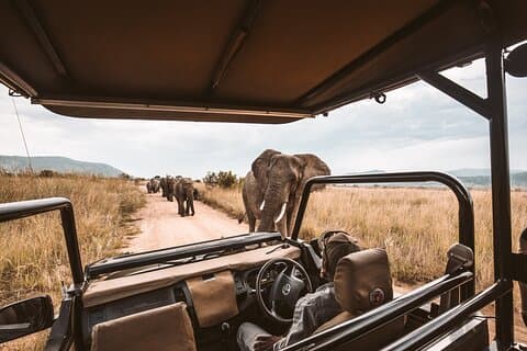 4-tägige Safari der Pracht von Moremi und Khwai