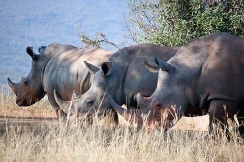 Tagestour zum Lake Nakuru und zum Naivasha-Nationalpark ab Nairobi