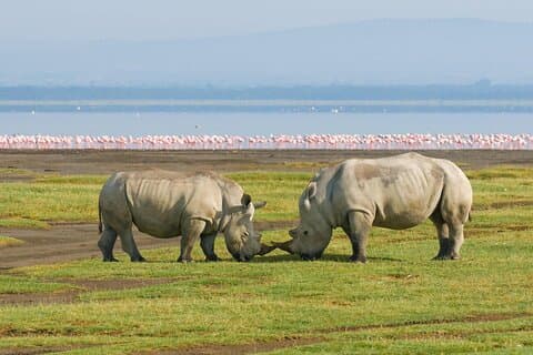 African Wildlife Safari 7 Days