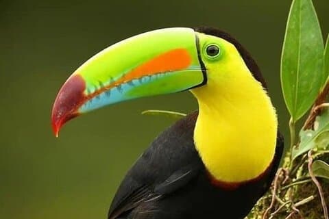 Caminhada pela natureza na Reserva Curicancha