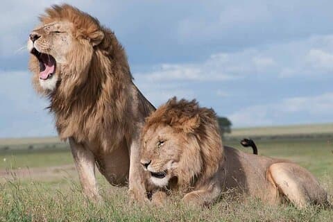 Nairobi National Park Game Drive and Beads Center Guided Tour