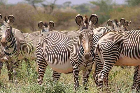 3-dagars All Inclusive Samburu National Park Safari
