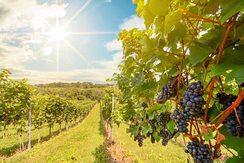 Excursão Privada Barossa Valley Wine and Gourmet Bliss Adelaide