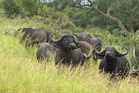 3-daagse Entabeni privésafari vanuit Johannesburg