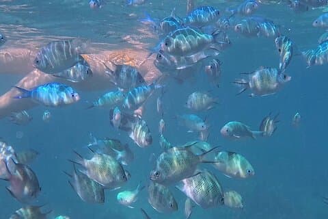 A snorkelling tour to Cebu’s Hilutungan