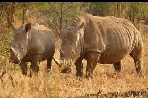 Half Day Rhino and Lion Park Closed Vehicle Game Drive