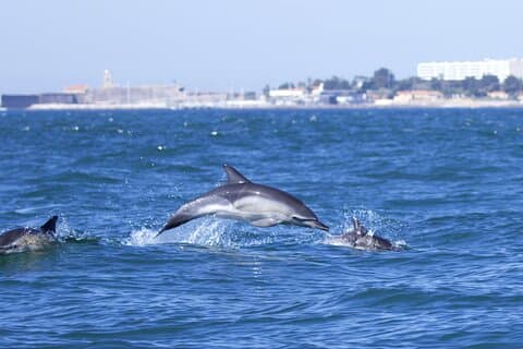 Lisboa : Observación de delfines con biólogo marino – Grupo reducido