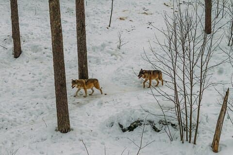 Rovaniemi: Gita allo zoo di Ranua con biglietti inclusi