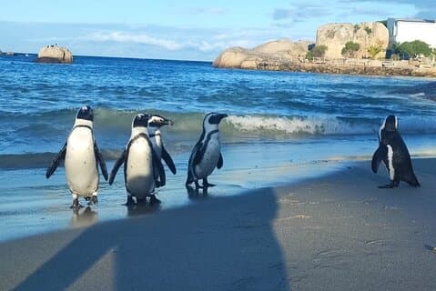 Cape Peninsula Private tour