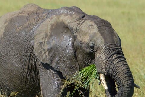 Masai Mara Daily Spelenheter