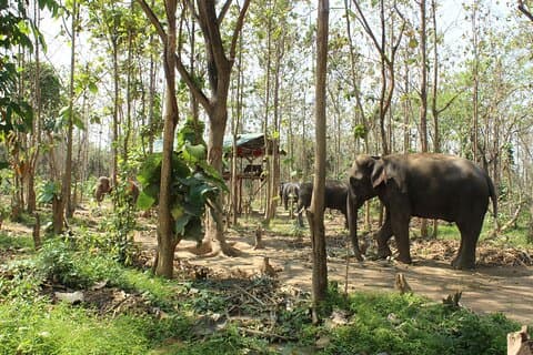 Chiang Mai Elephant Sanctuary Ethische tour voor kleine groepen