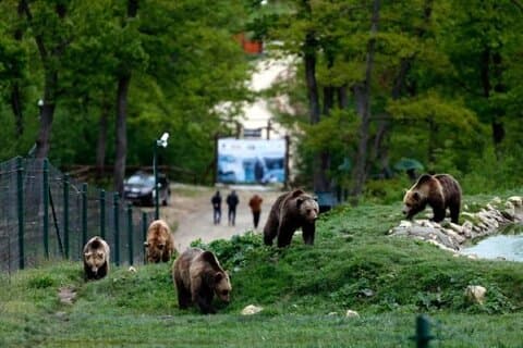 Bear Sanctuary and Bran (Dracula's) Castle - Private Day Tour