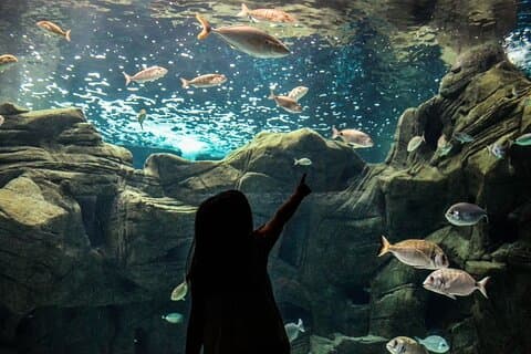 Privat Chania & Rethymnon område till Dinosauria Park & Cretaquarium