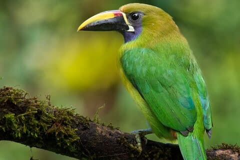Guided Bird Watching Tour in Monteverde