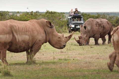 Escursione di un giorno al Solio Ranch Rhino Watch Safari da Nairobi