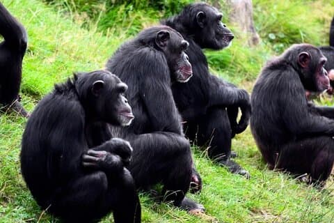 Safari de 2 dias para Ol Pejeta Conservancy