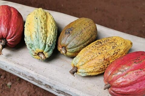 Chocolate Tour Basic : guida autonoma senza pranzo