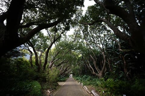 Jardines de Kirstenbosch : Un recorrido en audio por experto en botánica