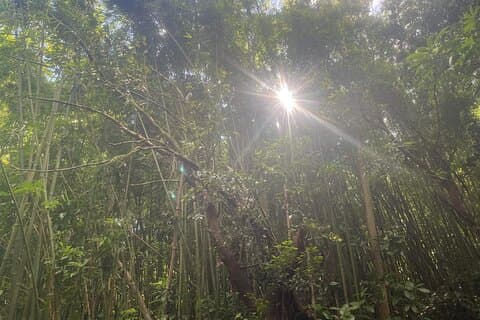 3 ore di escursionismo privato e passeggiate nel bush lungo l'Aiea Loop Trail