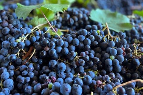 Expérience de piétinement des raisins et dégustation de vins