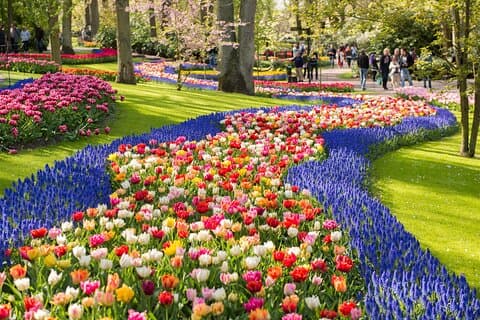 From Amsterdam: Keukenhof Gardens Ticket and Transfer