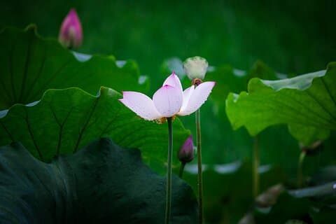 Excursión privada de un día a lugares emblemáticos de Hangzhou