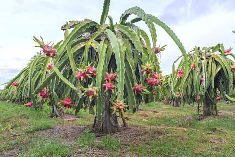 Privérondleiding door traditionele olijfgaarden en drakenfruitboerderijen