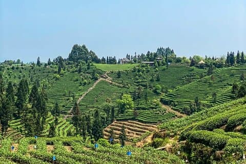 Tea Picking Experience at the Vast Tea Plantation