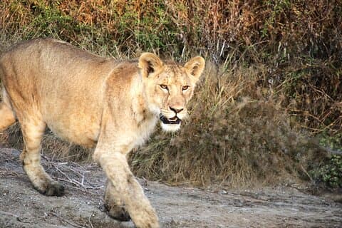 7 DÍAS SERENGETI - Ultimate Tanzania Safari