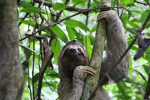 Tortuguero : Spawning Tour + Canoe Tour + Night Jungle Tour