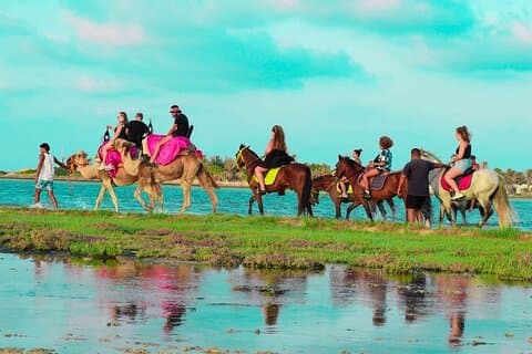 Explore Djerba by camel and horse