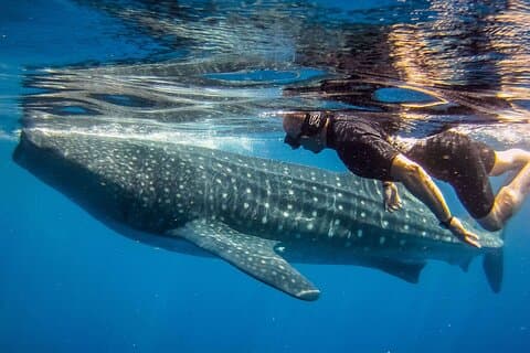 Rencontre écologique avec les requins baleines