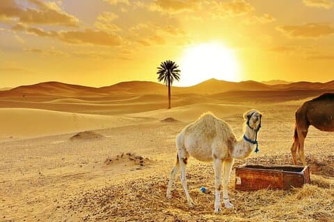 Merzouga Desert tour: Promenade à dos de chameau, Quad, Tour 4x4 & Camp Séjour