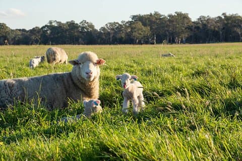 45 Minutes Private Tour at Warrawindi Farms