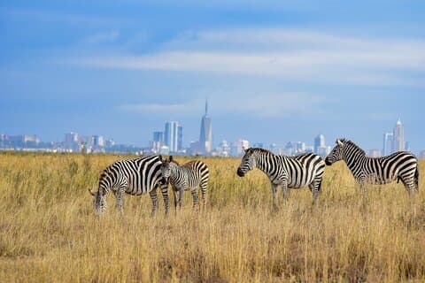 Excursión privada en safari Masai Mara desde Nairobi 4*4 Vehículo