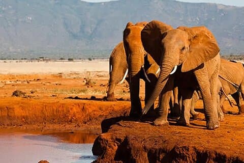Full Day Private Tour to Tsavo East Park from Mombasa
