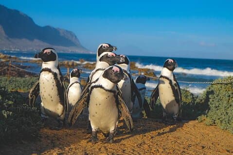 Tour privato: Table Mountain, Capo di Buona Speranza, Pinguini, BoKaap