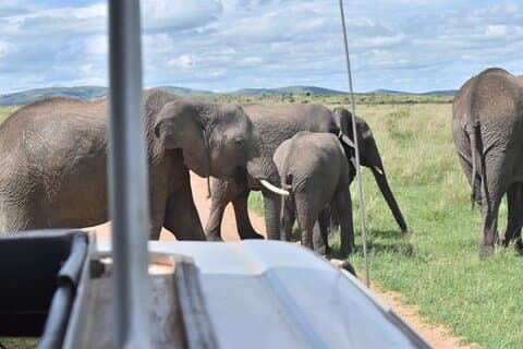 Excursão guiada compartilhada de 5 dias e 4 noites de safari em Nairóbi