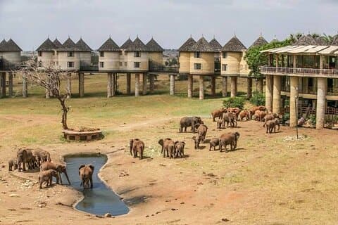2 dage Taita Hills Game Sanctuary Saltlick Lodge