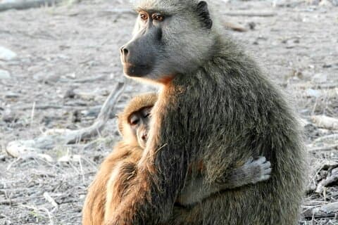 Tour Privado Parque Nacional de Nairobi/Centro de Elefantes y Jirafas