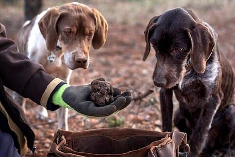 Excursion de chasse aux truffes au départ de Rijeka