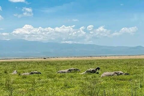 5 Days Amboseli, Lake Nakuru and Masai Mara Safari